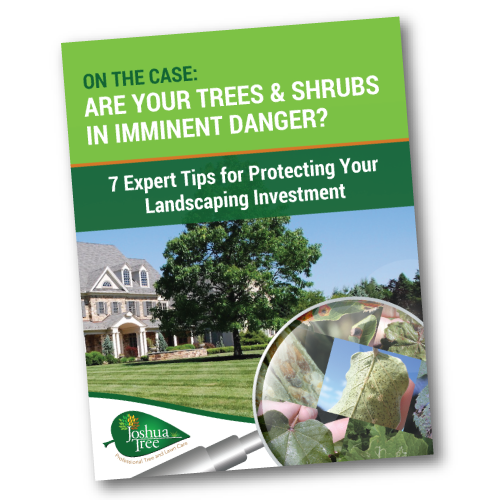 Tree and Shrub Damage Tips Allentown, Lansdale, Collegeville, PA